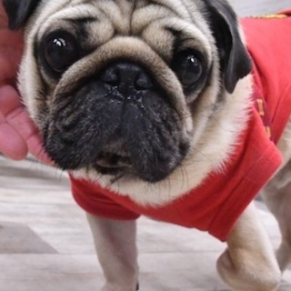 明るい性格のパグ　推定３歳