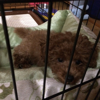 家族になってください！！(生後3か月です)