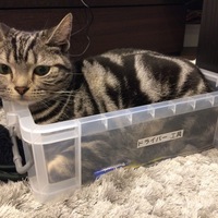 ふーちゃん