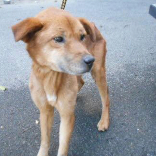 里親様決定しました‼️ありがとうございます