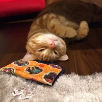 ぶしにゃん