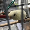 インコ