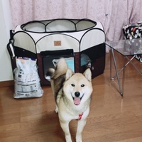 花菜