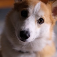 こたろう