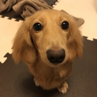 ここ