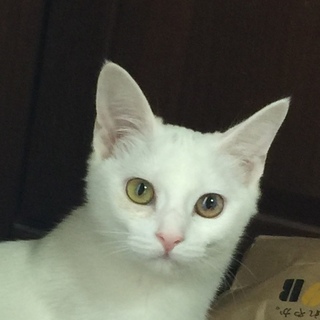 華麗なる甘えん坊白子猫