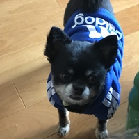 クマ
