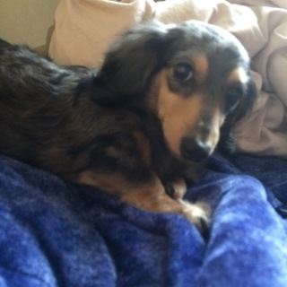 一人暮らしでマンションでは飼えないので。