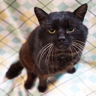 【スーパームーン】おっとり黒男子♪