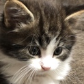 可愛い猫ちゃん