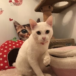 飼いやすいです！憧れまっちろピンク