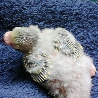 手のり、せきせいいんこ　雛