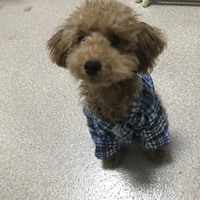 ルーク