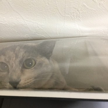 まいったといえニャ。