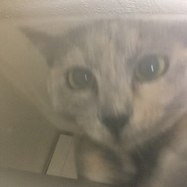 ねこパーンチ！