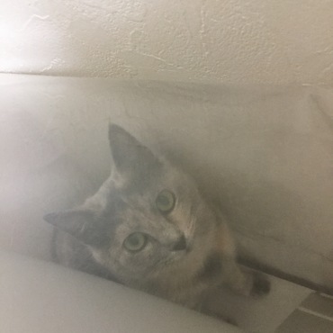 まいったといえニャ。