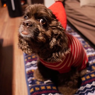 家族として迎えてくださる方