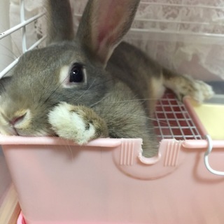 うさぎちゃん二匹