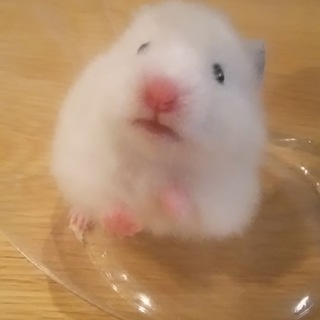 ありがとうございました！