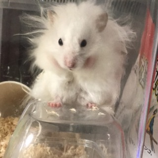 ゴールデンハムスター