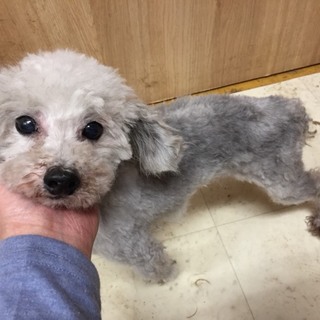 トイプードルの泰地くん