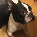 フレンチブルドック小春ちゃん