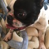 フレンチブルドック小春ちゃん サムネイル2