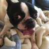 フレンチブルドック小春ちゃん サムネイル3