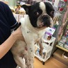 フレンチブルドック小春ちゃん サムネイル5