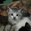1ヶ月の四匹の子猫ちゃん