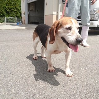 人馴れしたビーグルのライチくん