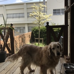 「穏やかな春」サムネイル2