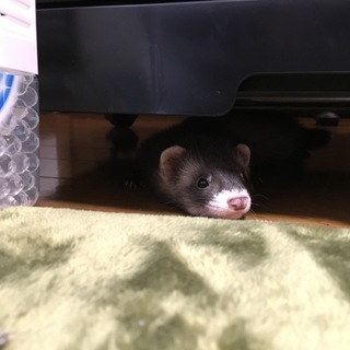 パスバレーフェレット 里親募集