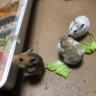 ゴールデンハムスター♀里親募集