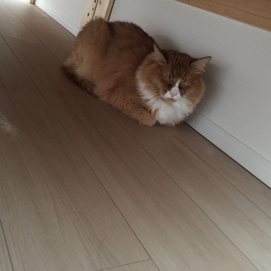 Deanのカバー写真