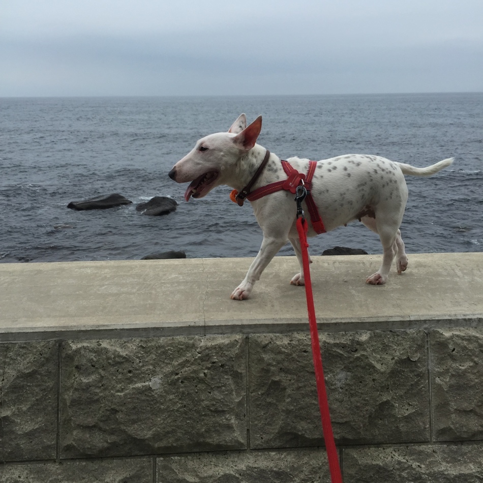 あいのカバー写真