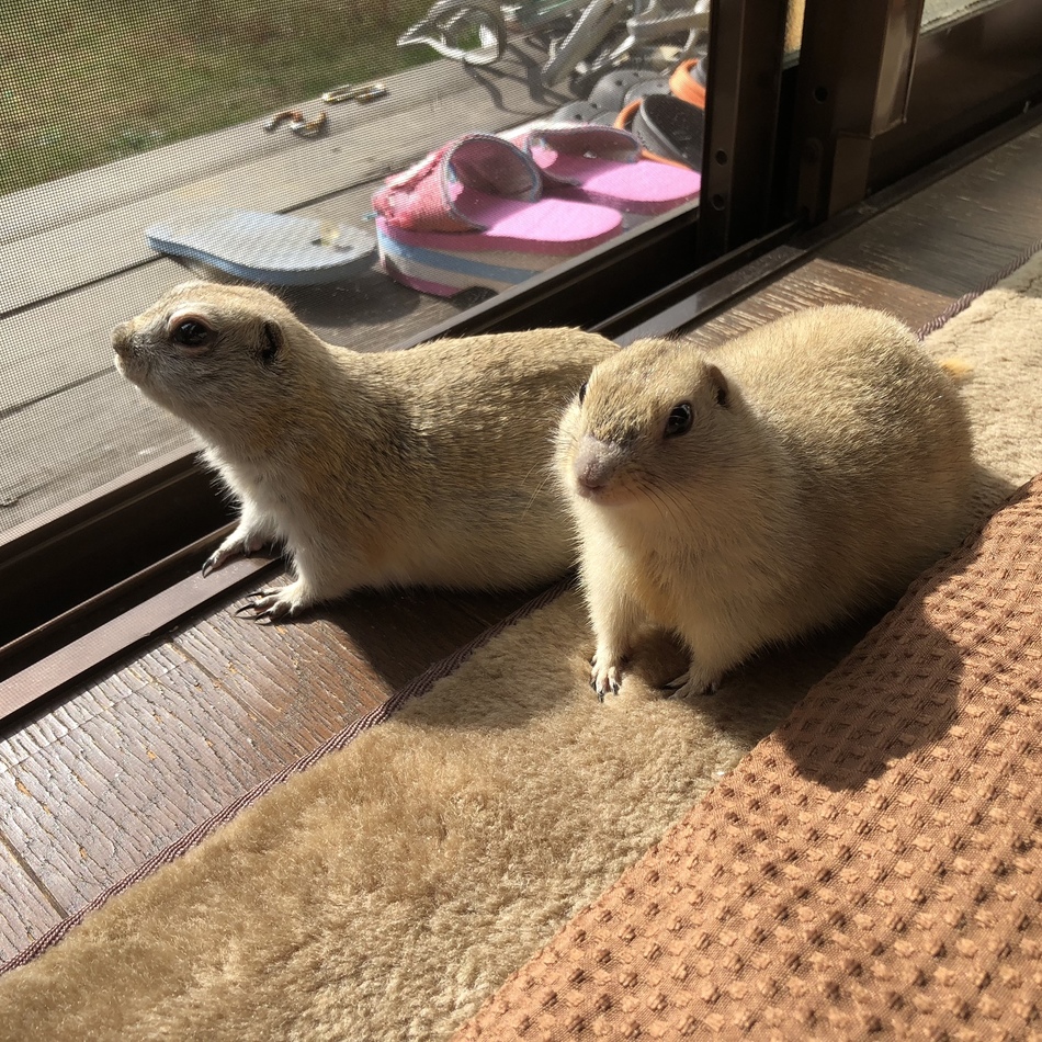 リムのカバー写真
