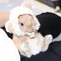 おみそ