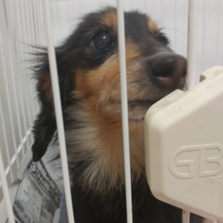 人懐っこいミニチュアダックスのティアラです。