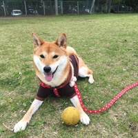 はなの