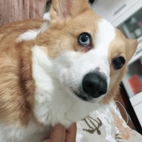 みしぇる