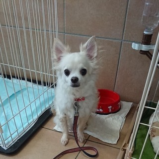 飼い主入院で手放しました