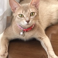 アビ