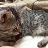 お布団の上でくつろぎ中