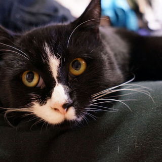 丸々太った健康優良児「ソックス」くん