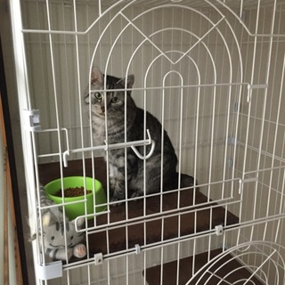 ✧里親緊急募集！アメリカンショートヘアー✧