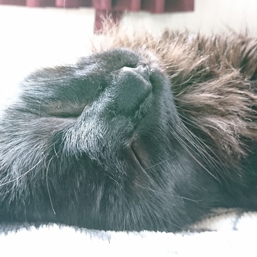 お昼寝大好き♪