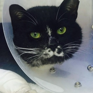 ☆里親募集☆【家族になってください】