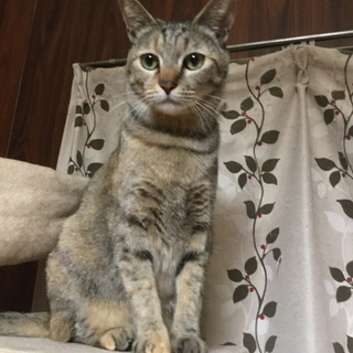 麦わらムギちゃん、謎のカーテンダイビング動画あり