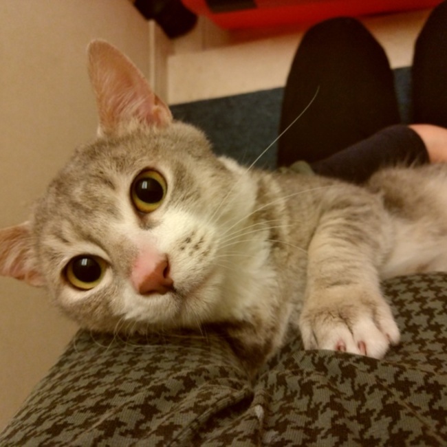 チームねこくろのカバー写真